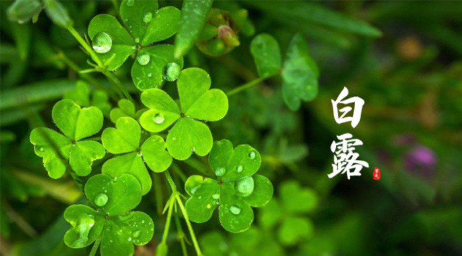 白露時(shí)節(jié)！ 金環(huán)電器提醒大家要注意這些事項(xiàng)